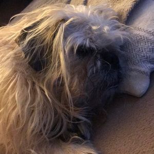 Meet your Posher, Cat